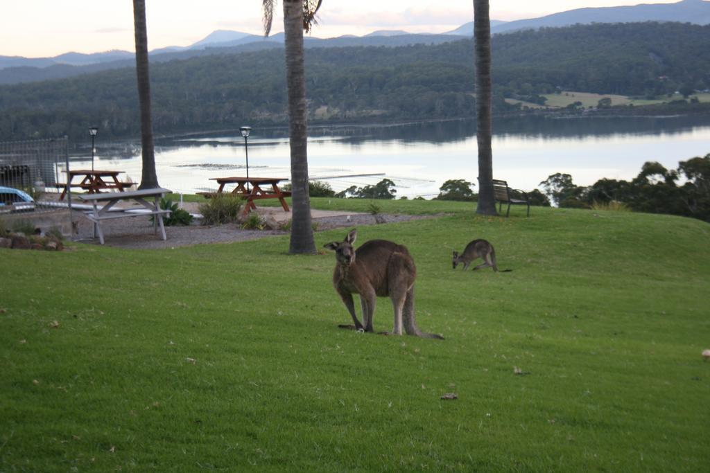 Norfolk Pines Motel Merimbula Bagian luar foto