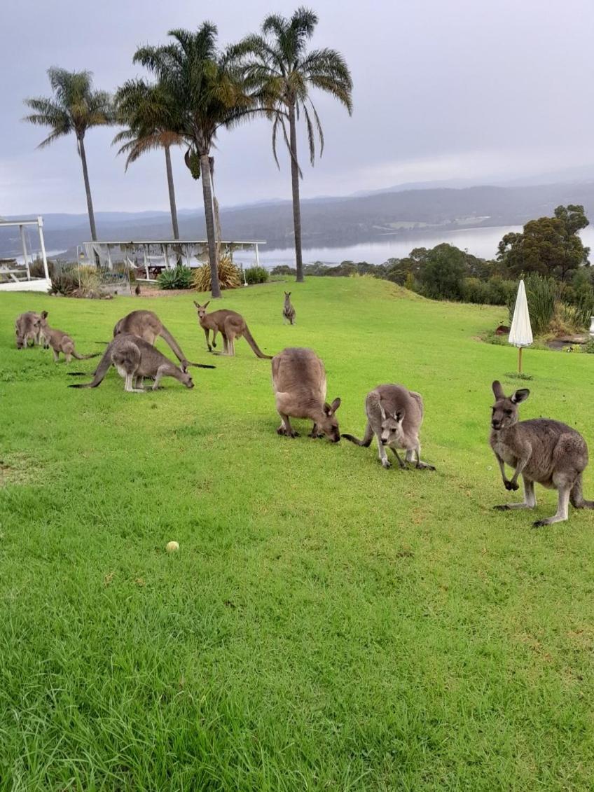 Norfolk Pines Motel Merimbula Bagian luar foto