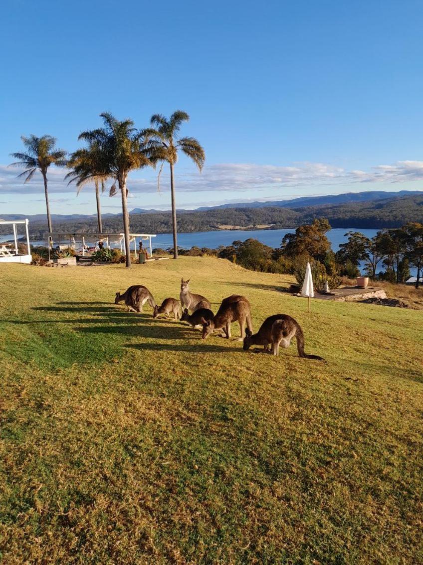 Norfolk Pines Motel Merimbula Bagian luar foto