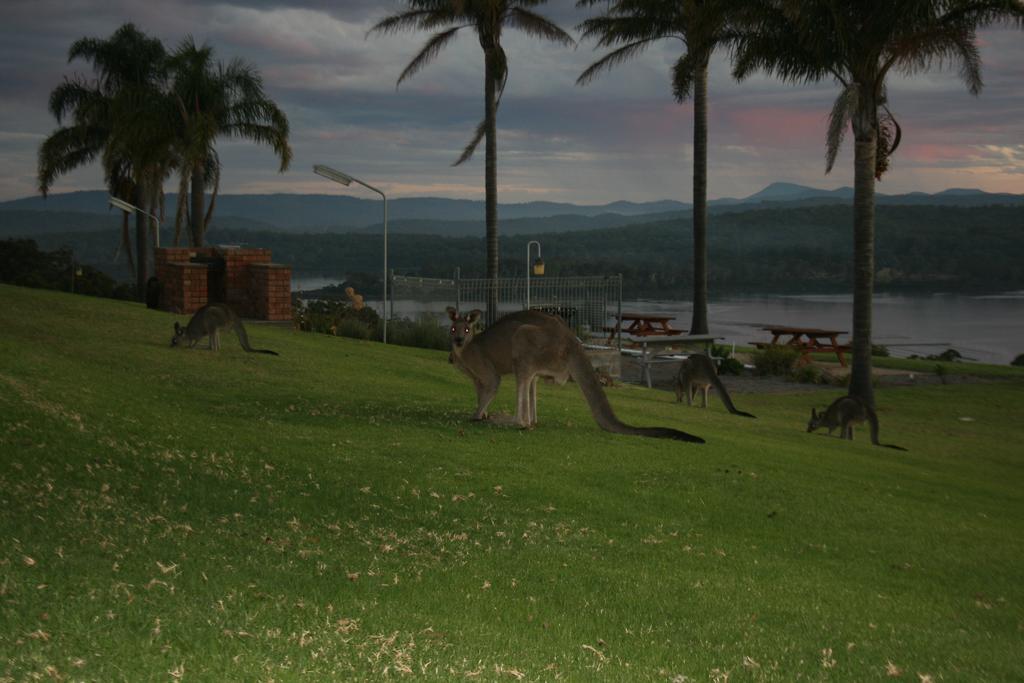 Norfolk Pines Motel Merimbula Bagian luar foto